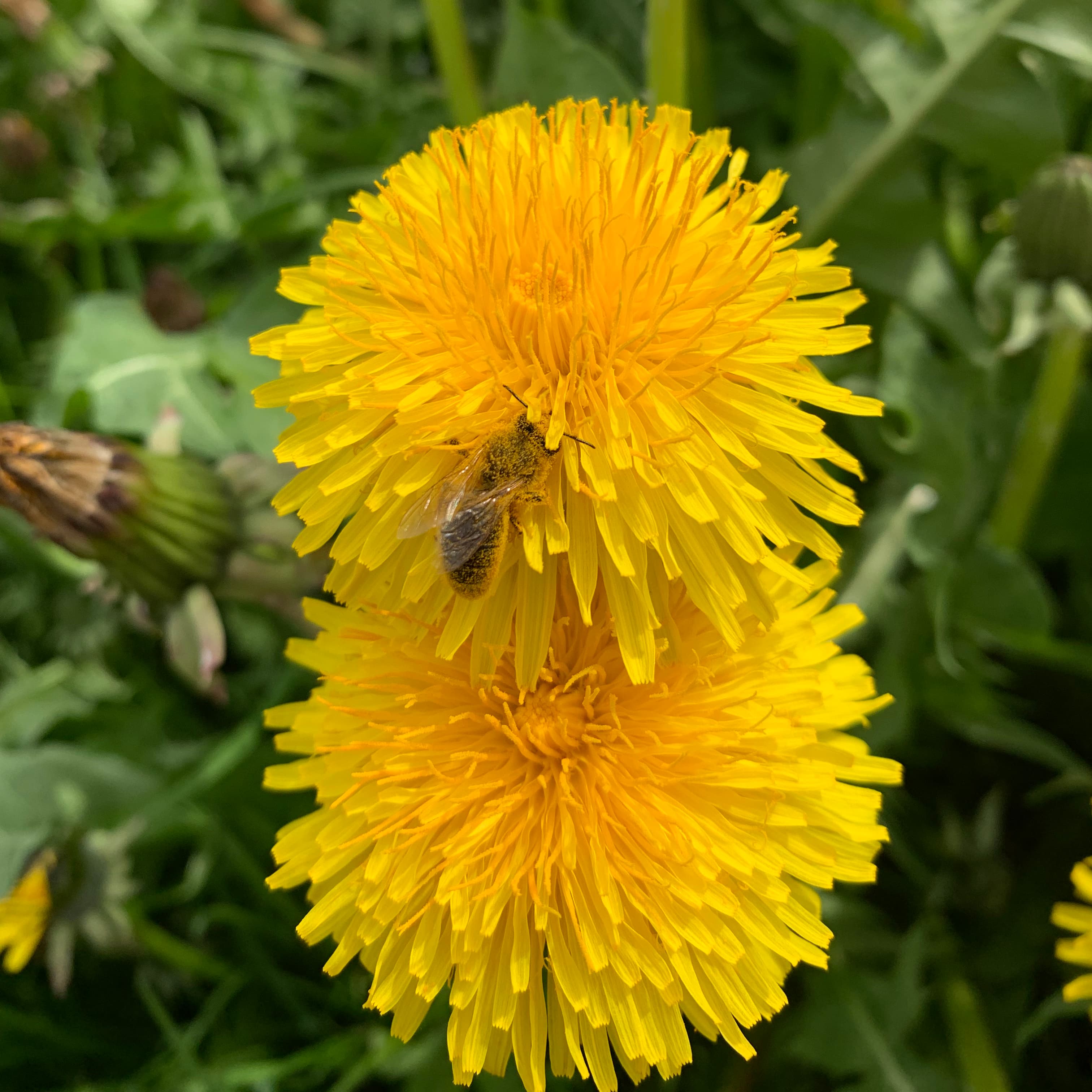 Blume mit Biene