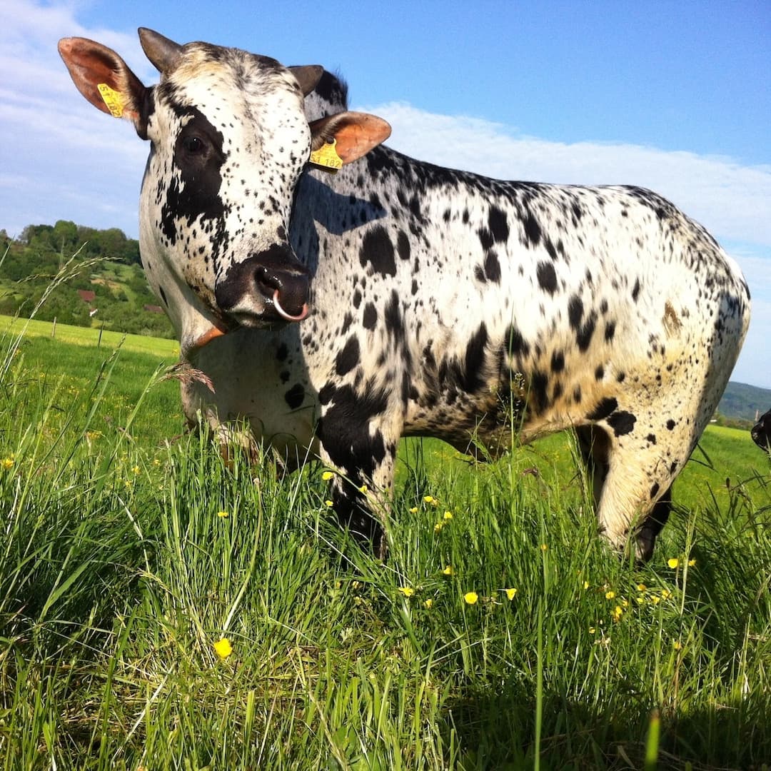 Zebu Bulle auf der Wiese